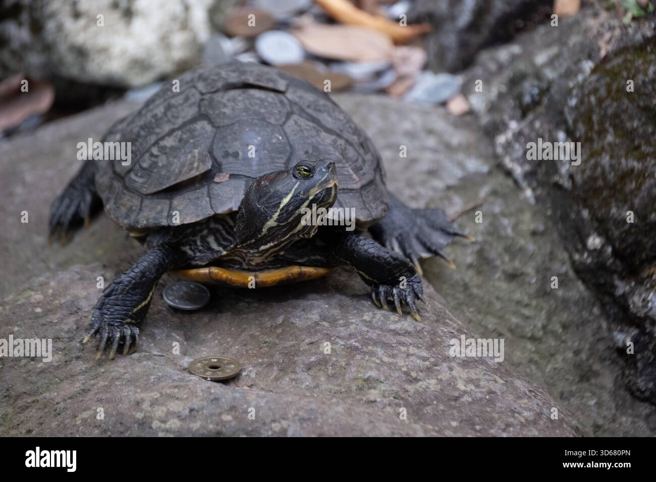 Scivolo per laghetti con moneta da cinque yen, tempio Naritasan, Narita, Giappone Foto Stock