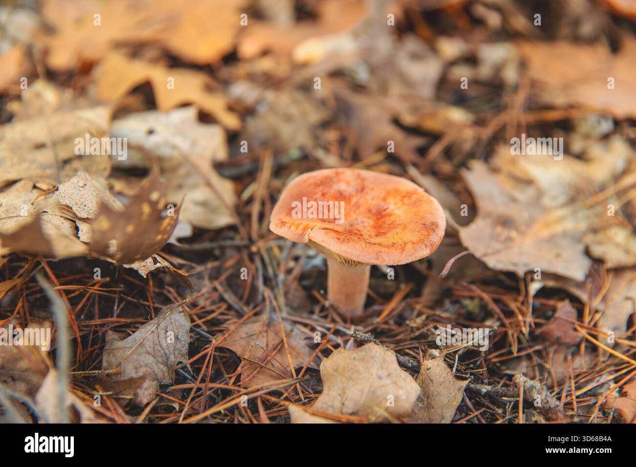 Raccolta di funghi nella foresta. Messa a fuoco selettiva. natura. Foto Stock