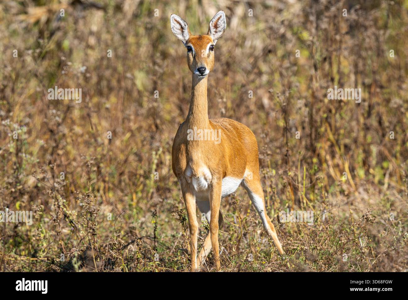 Oribi Foto Stock