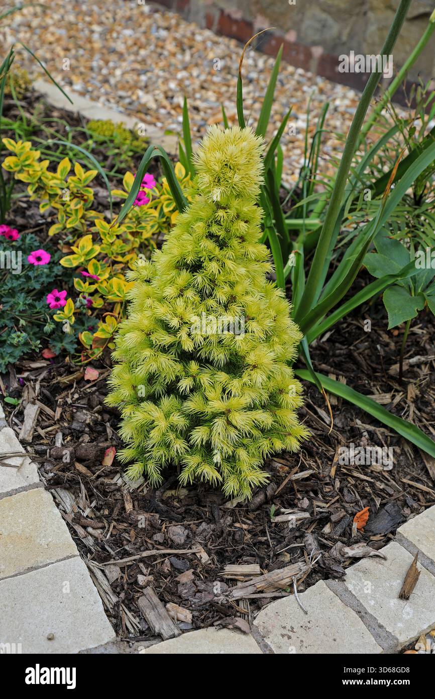 Conifere nane a crescita lenta abete bianco (sin. Daisy's White, chiamata Picea glauca, varity albertiana "J.W. Daisy's White", Inghilterra, Regno Unito Foto Stock