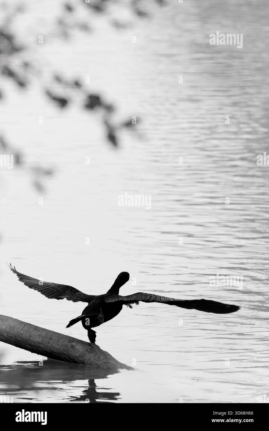 Cormorano Foto Stock