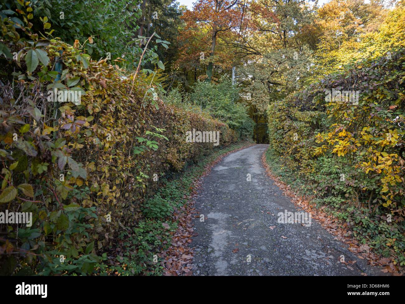 Percorso vuoto tra le siepi Foto Stock