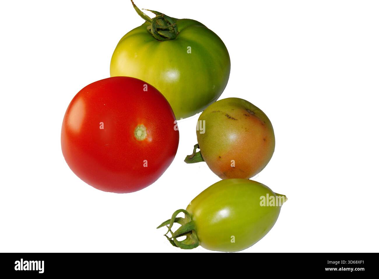 Grüne und rote Tomaten freigestellt Foto Stock