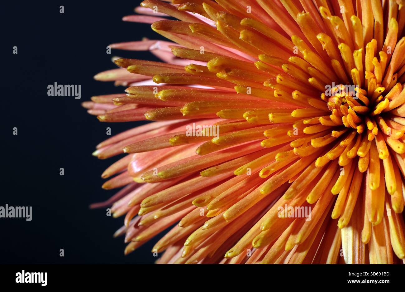 fiore di bronzo del chrysanthemum ragno su sfondo scuro Foto Stock