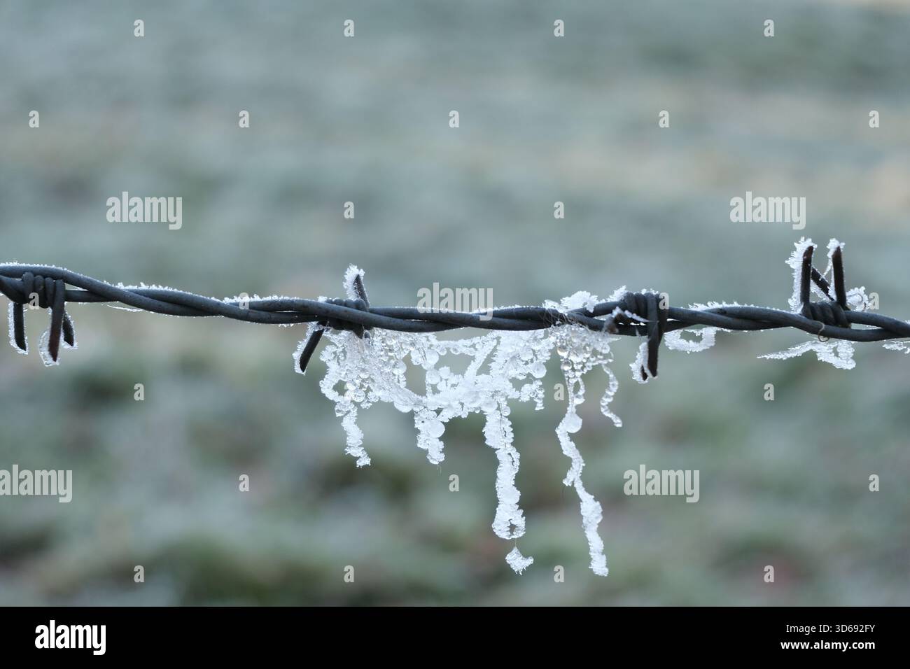 Goccioline e cristalli di ghiaccio congelati appesi a una recinzione di filo spinato in una fredda mattina invernale in Svizzera Foto Stock