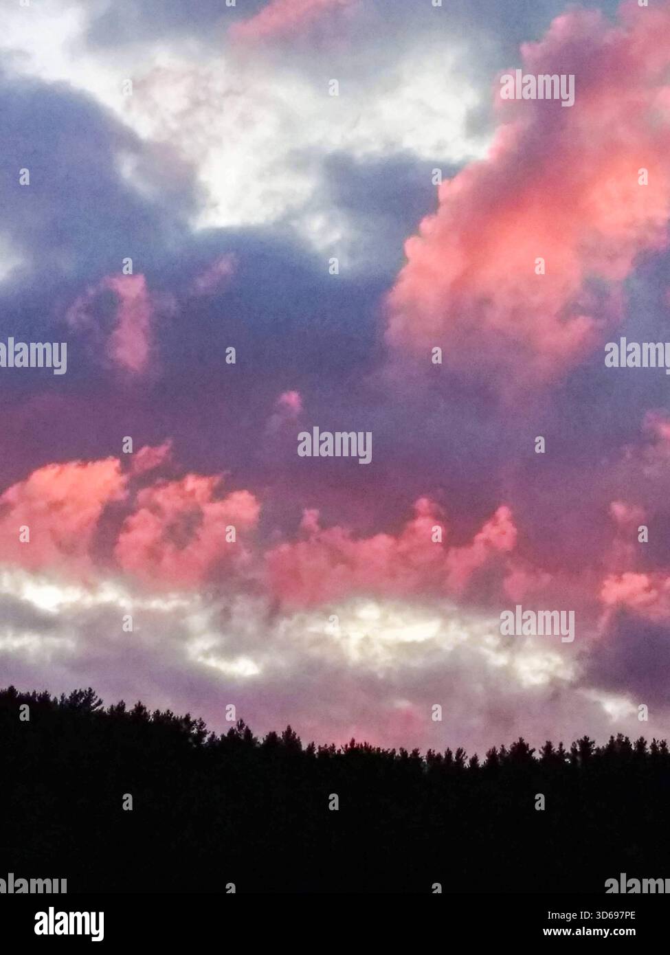 Nuvole rosa e viola vivaci su una silhouette boschiva sfondo suggestivo al tramonto per sfondi poster e mockup composizione verticale Foto Stock