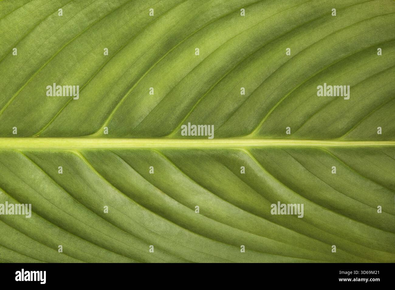 Sfondo a foglia verde astratta con spazio per il testo. Elementi di design per offerte, annunci e congratulazioni Foto Stock