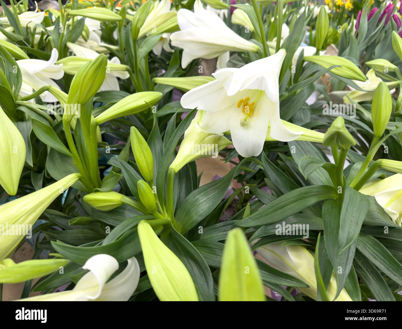Una vista di diversi mazzi di giglio pasquale. Foto Stock