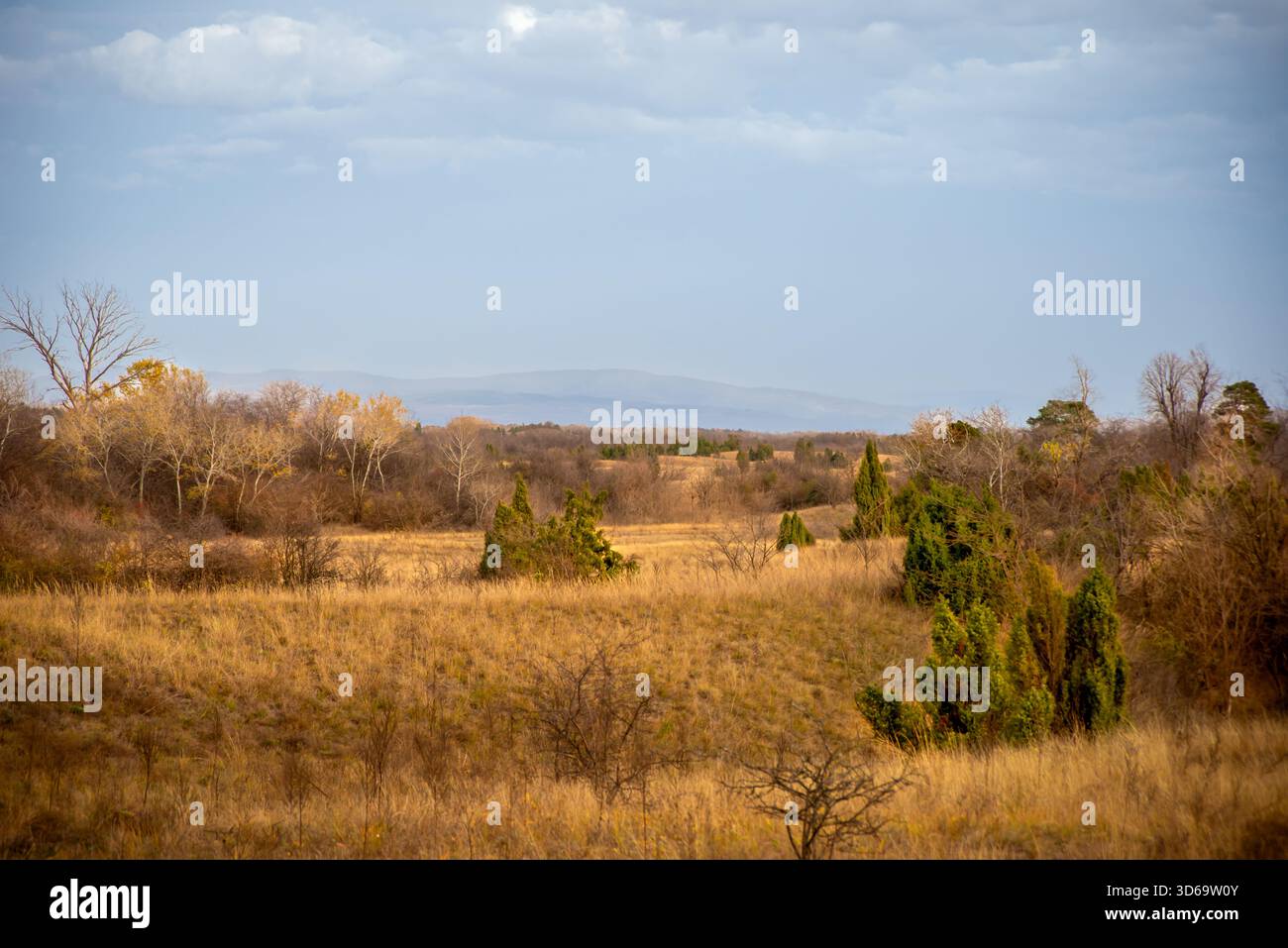 La foto mostra un ampio paesaggio di erba dorata secca con arbusti sparsi e alberi senza foglie, che conducono verso colline lontane sotto un soffice e leggero clou Foto Stock
