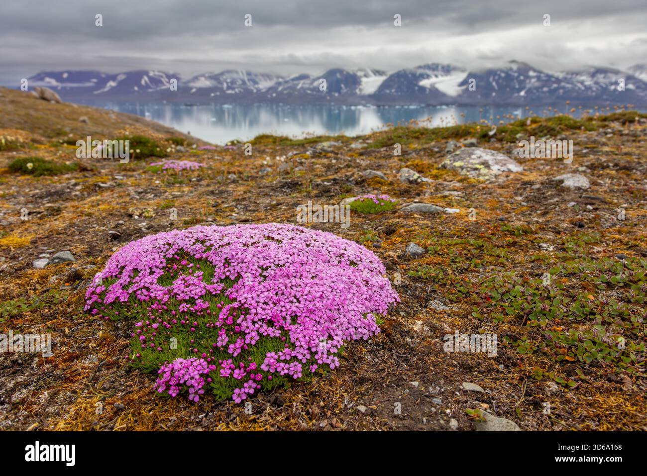 Moss campion / cuscino rosa (Silene acaulis) in fiore in estate sulla tundra artica, Svalbard / Spitsbergen, Norvegia Foto Stock