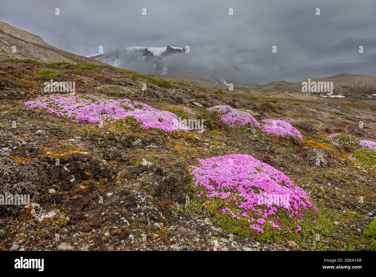 Moss campion / cuscino rosa (Silene acaulis) in fiore in estate sulla tundra artica, Svalbard / Spitsbergen, Norvegia Foto Stock