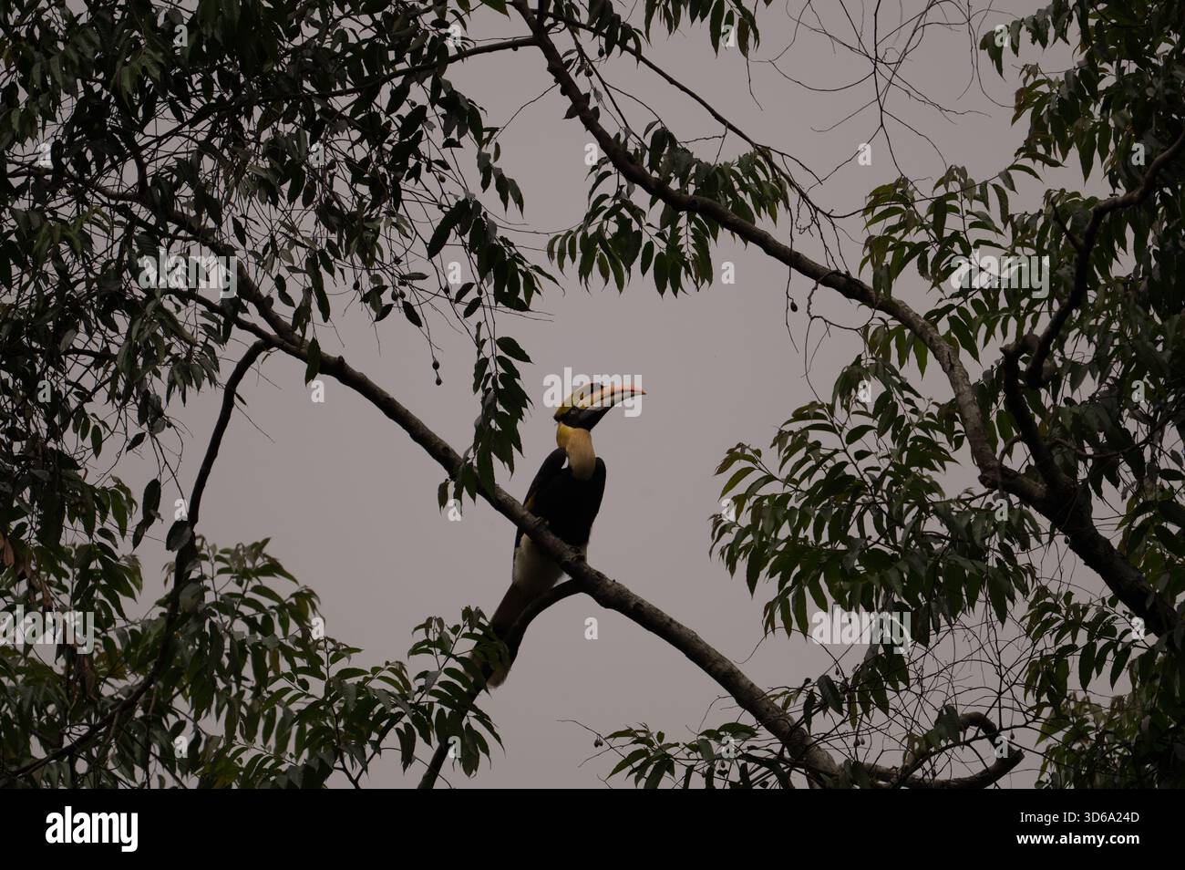 Un magnifico buceros bicornis (Great Indian Hornbill) arroccato su un ramo d'albero, osservando il suo habitat tropicale nella foresta pluviale. Foto Stock