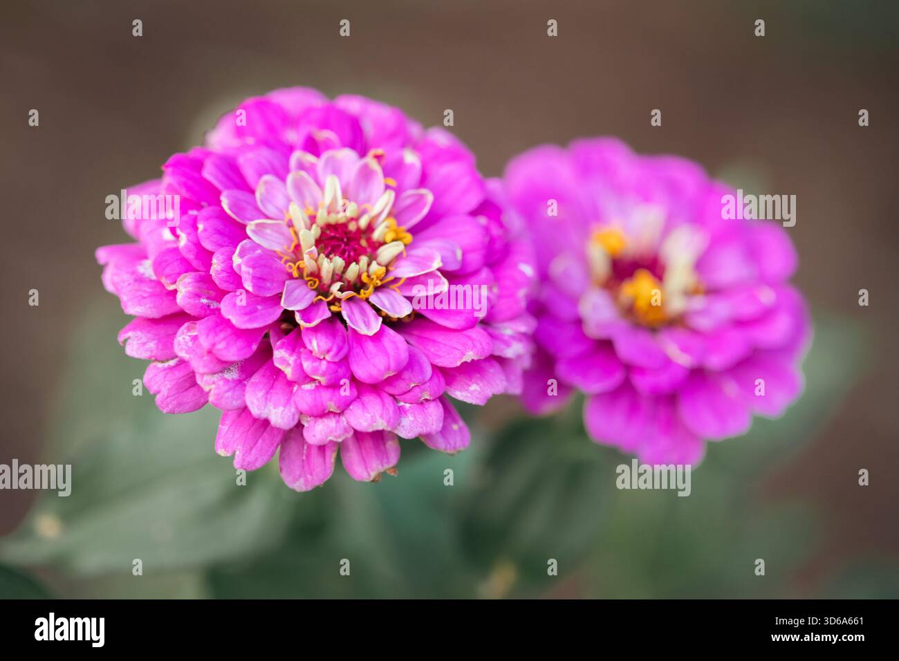 Macro di due fiori zinnia rosa brillante Foto Stock