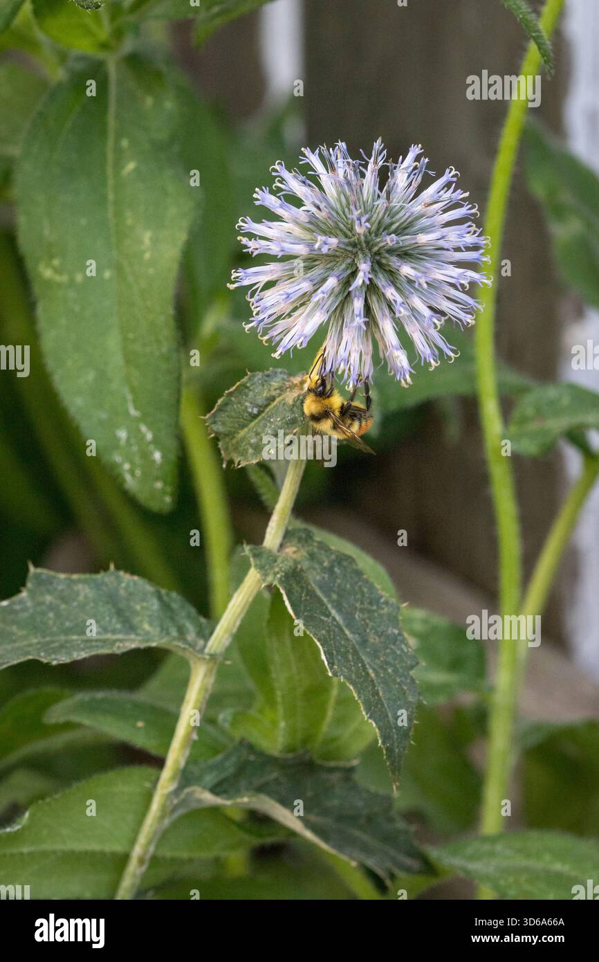 Api che impollinano un fiore di cardo globo Foto Stock