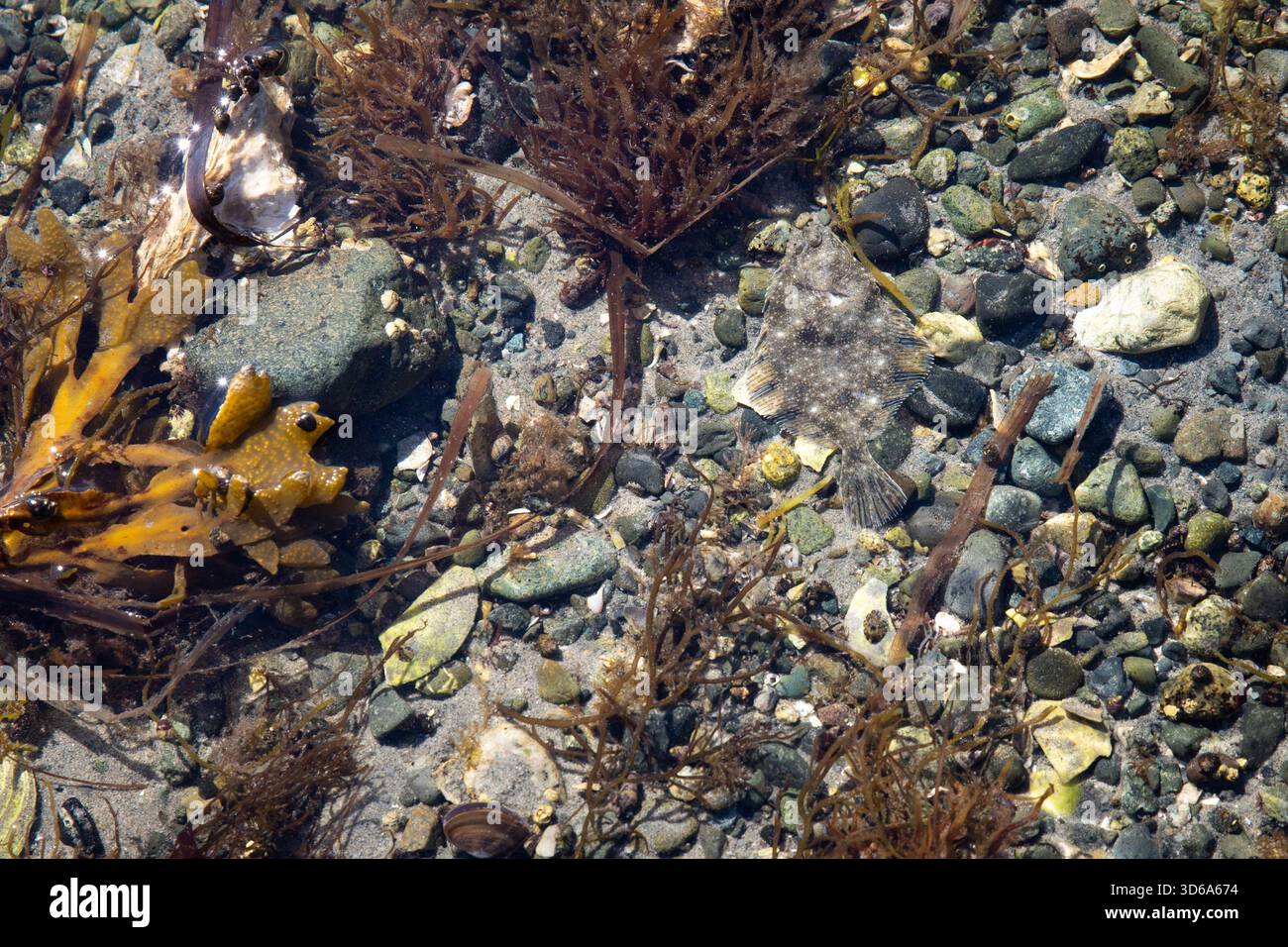 Una passera pianuzza in una piscina di marea sull'Isola di Vancouver, Canada Foto Stock