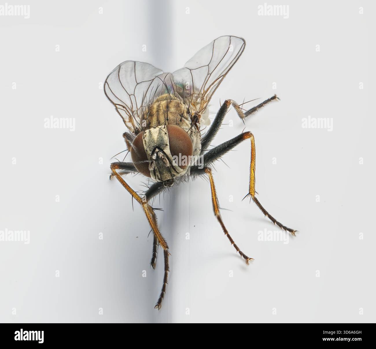 primo piano della mosca della tigre sulla finestra Foto Stock