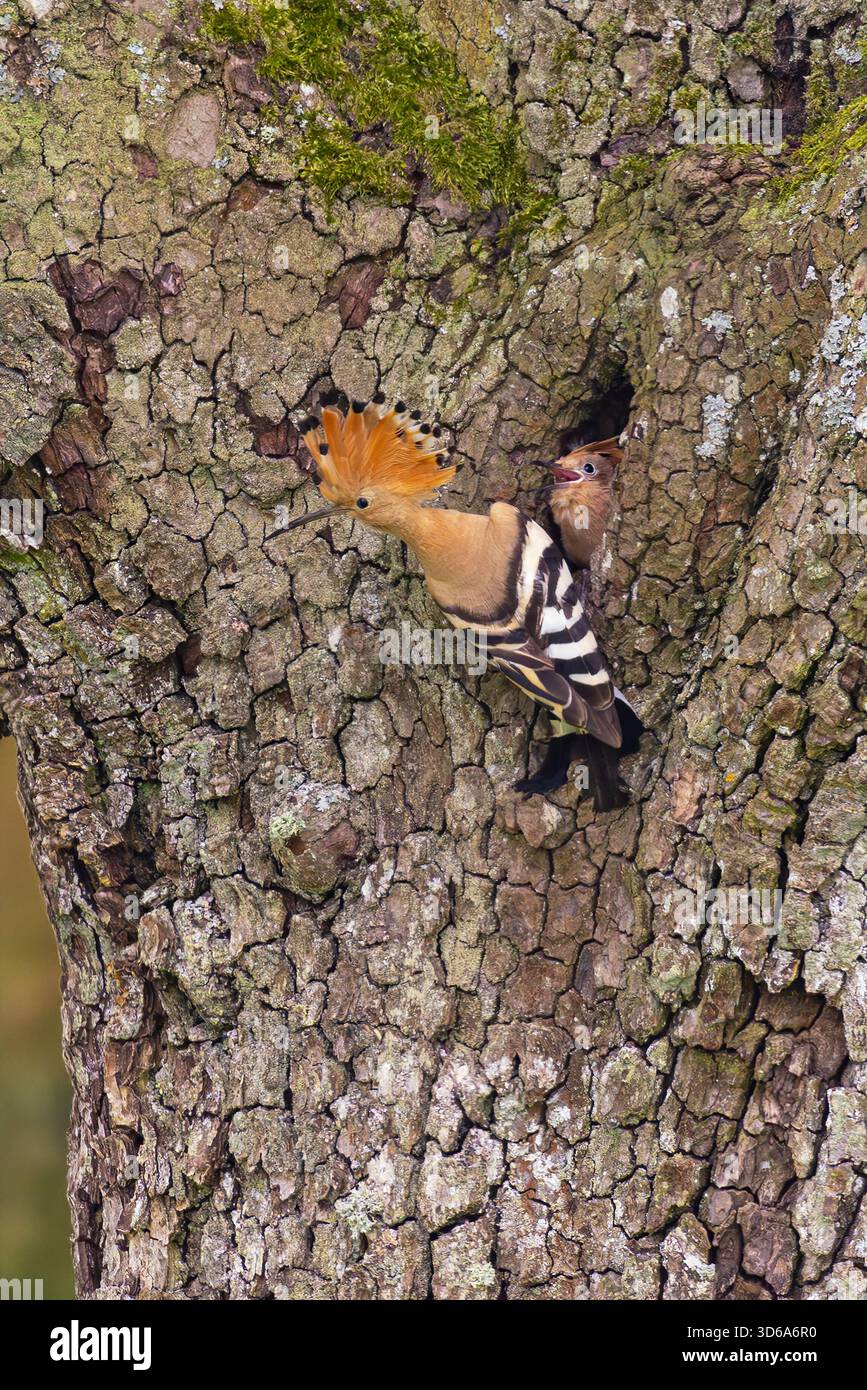 Epopea eurasiatica (Upupa epops) adulto seduto di fronte a un giovane che sta sbattendo la testa fuori dalla cavità di allevamento implorando cibo, Germania Foto Stock
