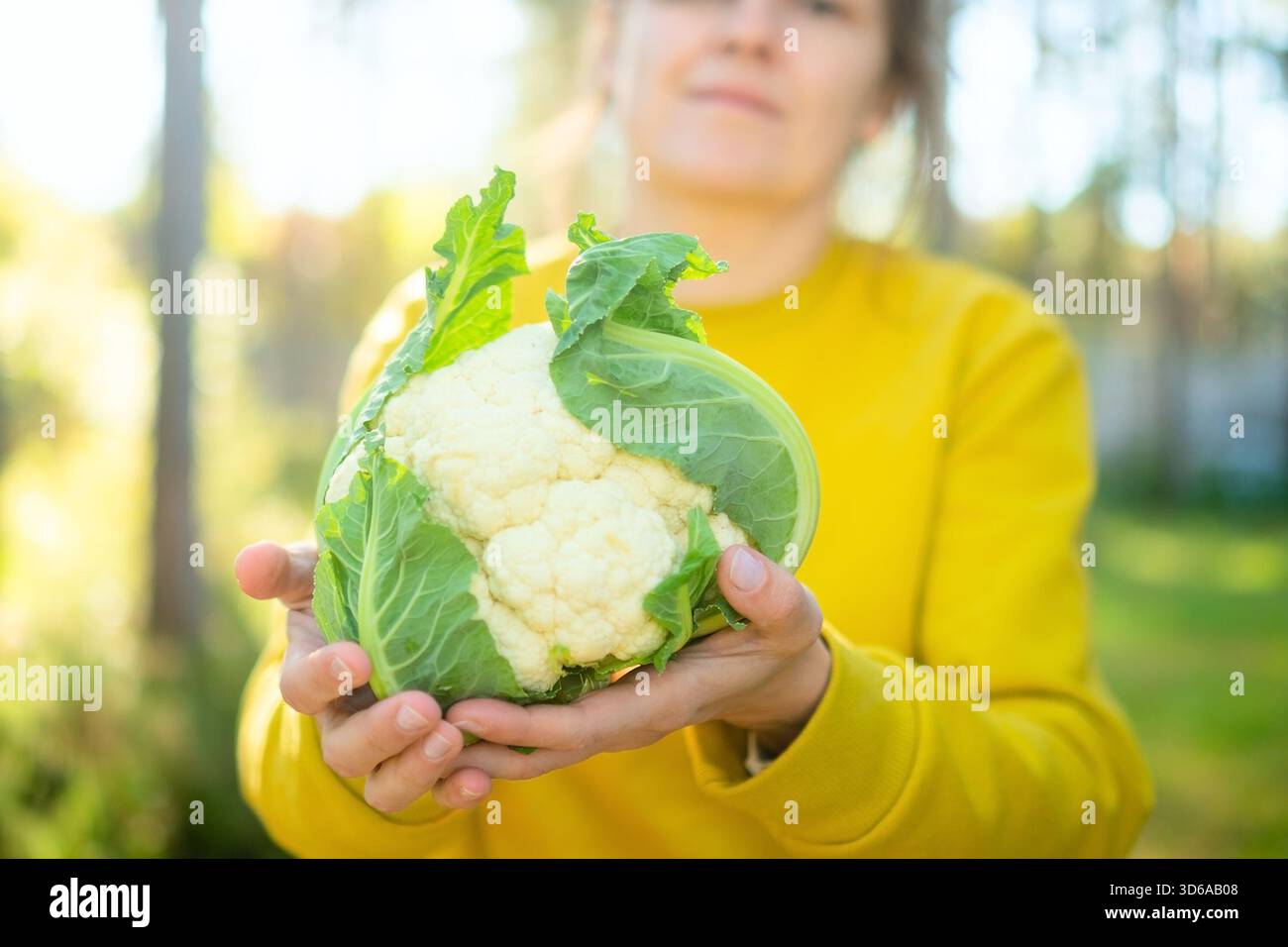 Mani di un agricoltore che detiene la testa di cavolfiore appena raccolta. Attività agricole stagionali, verdure biologiche, crescita naturale, alimenti ricchi di fibre, ag sostenibile Foto Stock