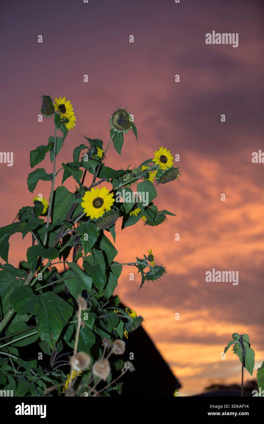 Girasoli all'alba. Foto Stock
