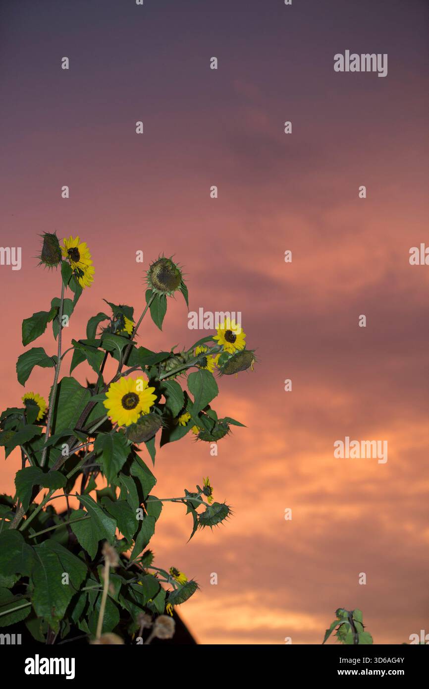 Girasoli all'alba. Foto Stock