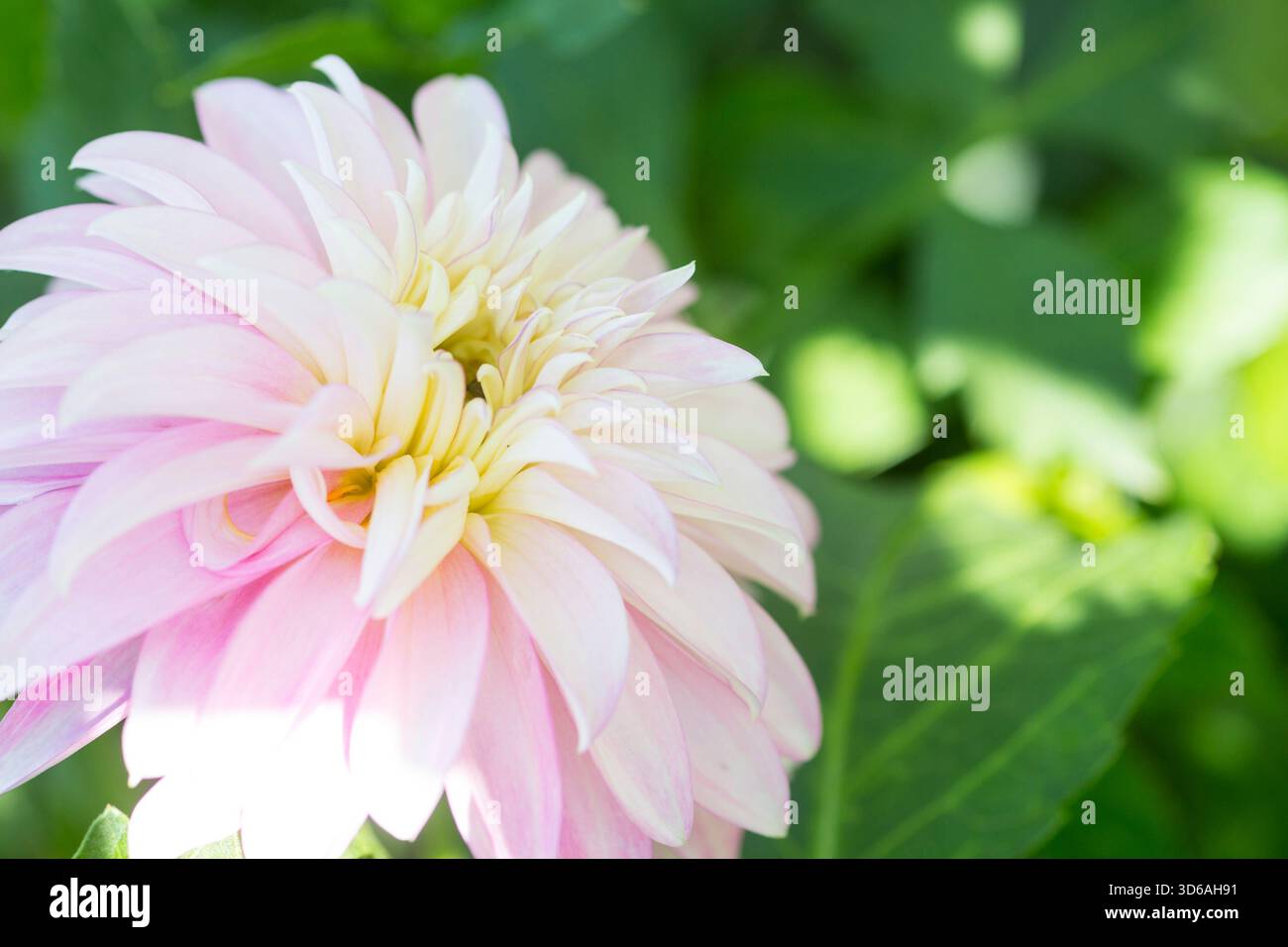 Immagine ravvicinata di un fiore di dahlia. Foto Stock