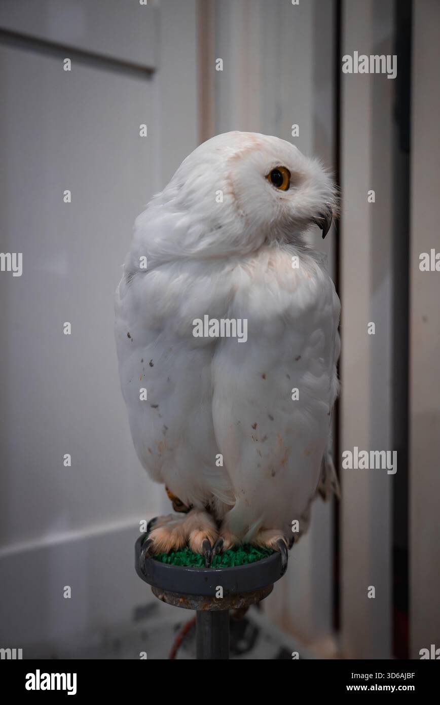 Gufo bianco con occhi color ambra appollaiato su palo verde in interni Foto Stock