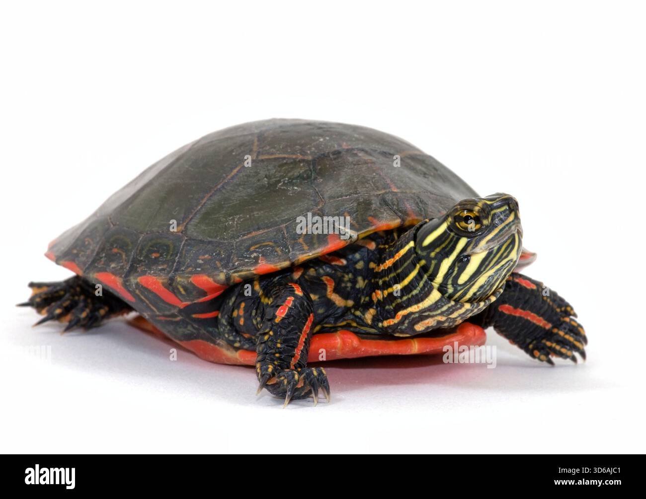 Tartaruga dipinta (Chrysemys picta) isolata su uno sfondo bianco, che mostra un dettaglio del motivo della conchiglia, della testa e degli arti. Foto Stock