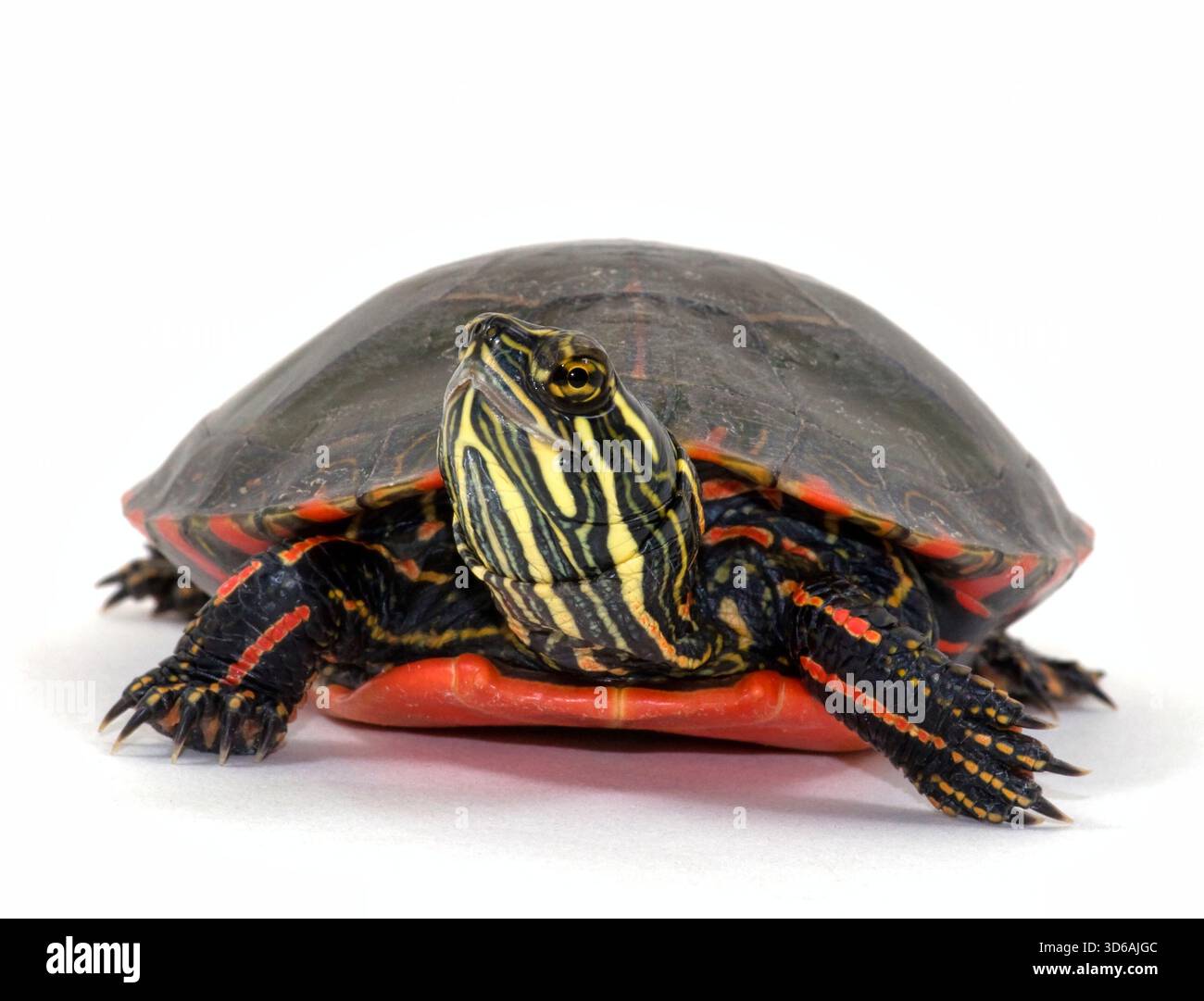 Tartaruga dipinta (Chrysemys picta) isolata su uno sfondo bianco, che mostra un dettaglio del motivo della conchiglia, della testa e degli arti. Foto Stock