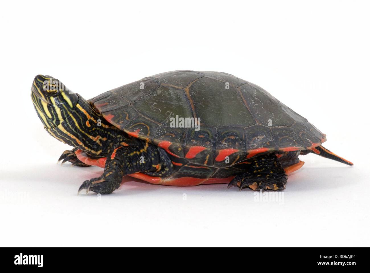 Tartaruga dipinta (Chrysemys picta) isolata su uno sfondo bianco, che mostra un dettaglio del motivo della conchiglia, della testa e degli arti. Foto Stock