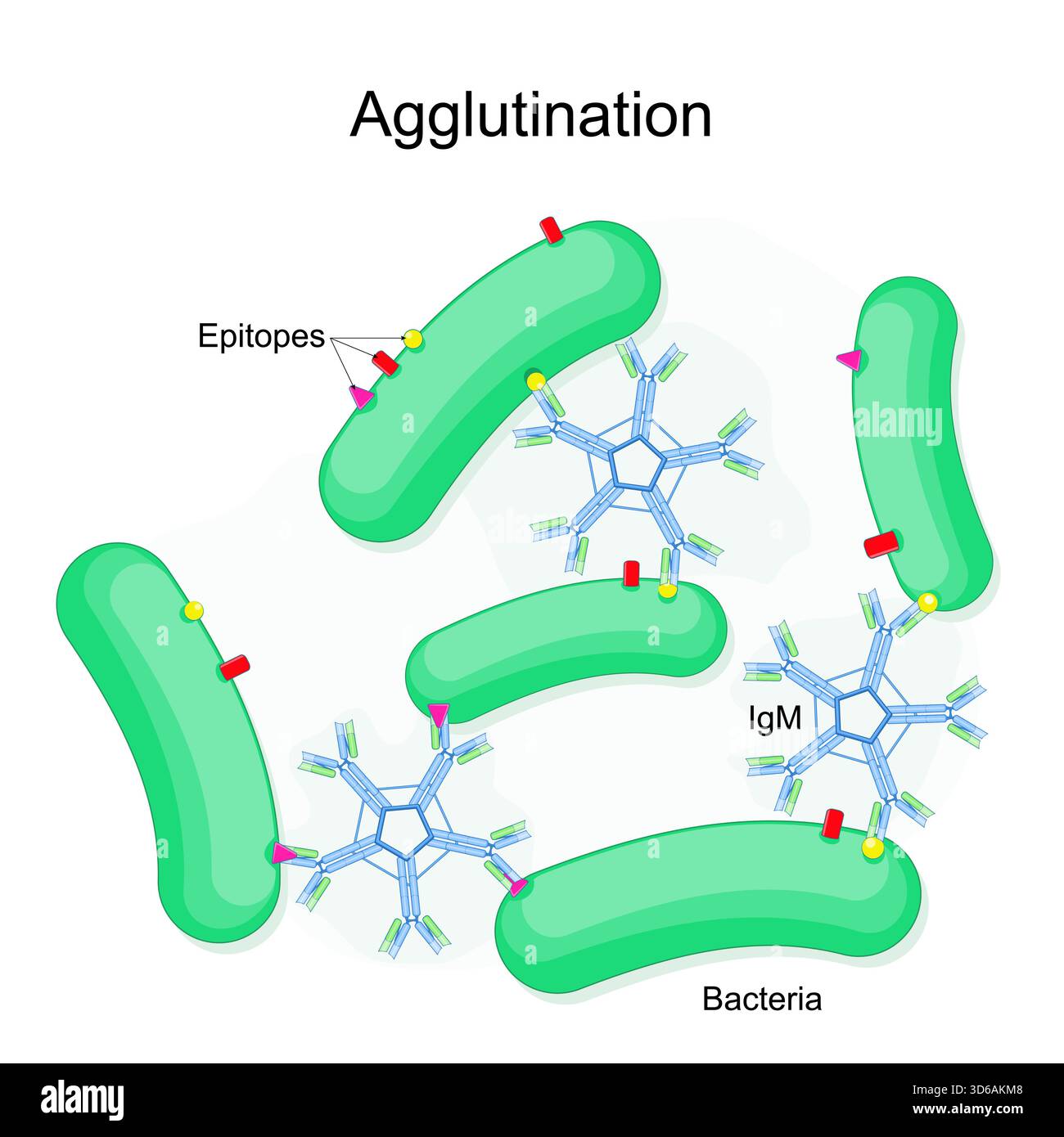 Agglutinazione batterica. Test medico per il rilevamento di agenti patogeni. Le cellule batteriche si aggrappano. Interazione dell'antigene anticorpale IgM. Epitopi. Immunoaggregazione. Illustrazione Vettoriale