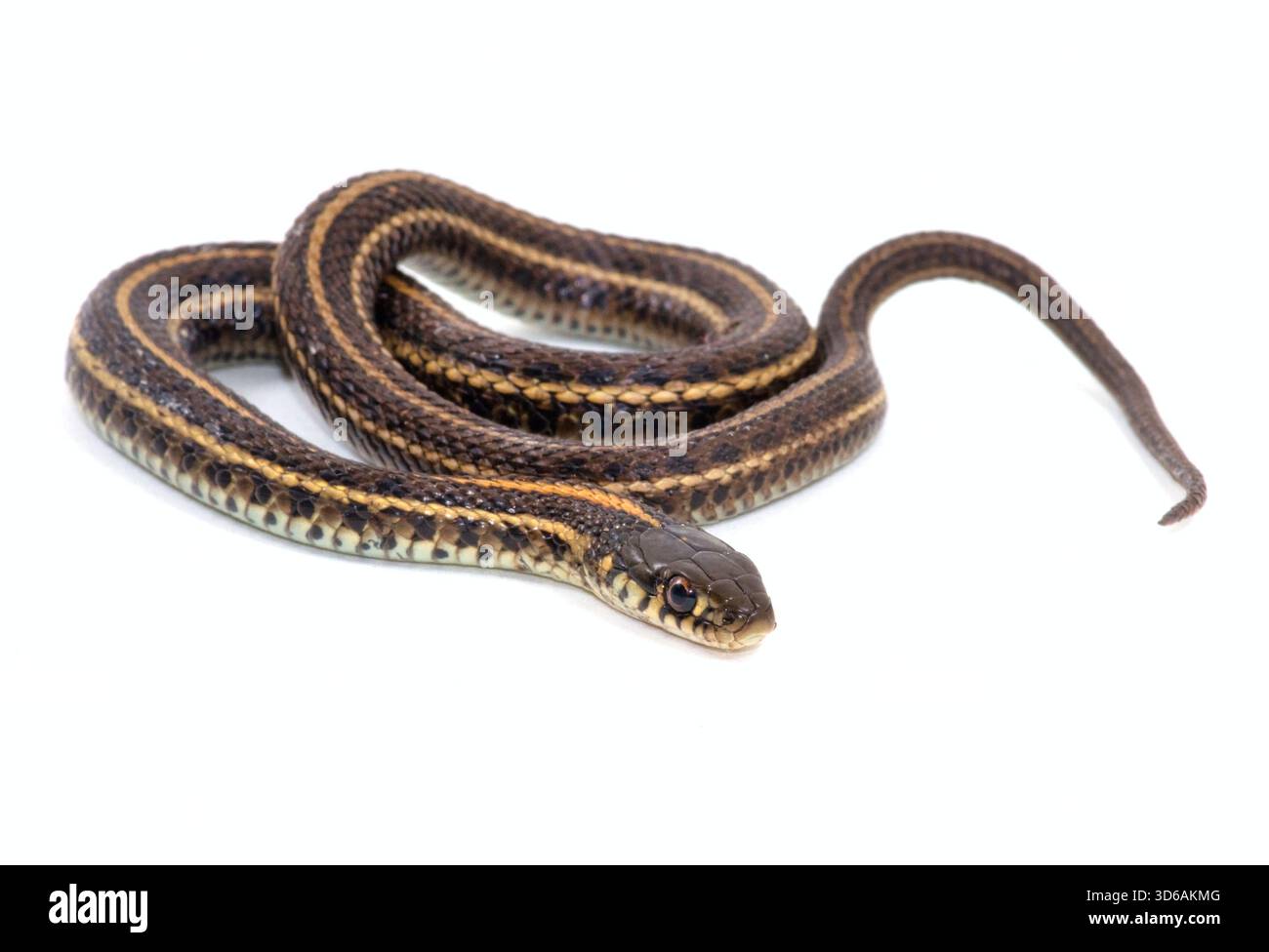 Un giovane serpente giarrettiera delle pianure (Thamnophis radix) isolato su uno sfondo bianco. Foto Stock
