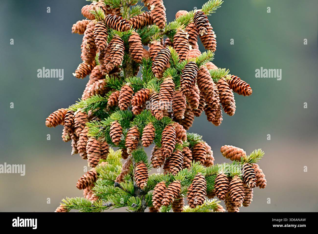 Un gruppo di coni di abete rosso attaccati ai rami di un abete rosso alto. Foto Stock