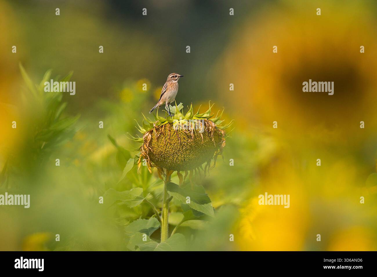 Whinchat (Saxicola rubetra) femmina arroccata su girasole (Helianthus annuus), Assia, Germania Foto Stock
