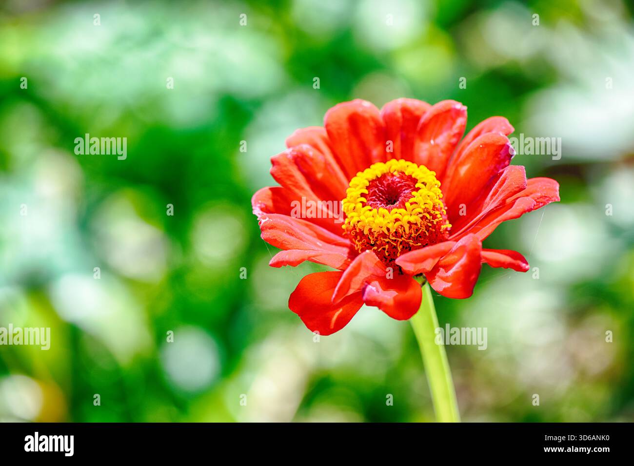 Zinnia rossa in giardino. Messa a fuoco selettiva. DOF basso Foto Stock