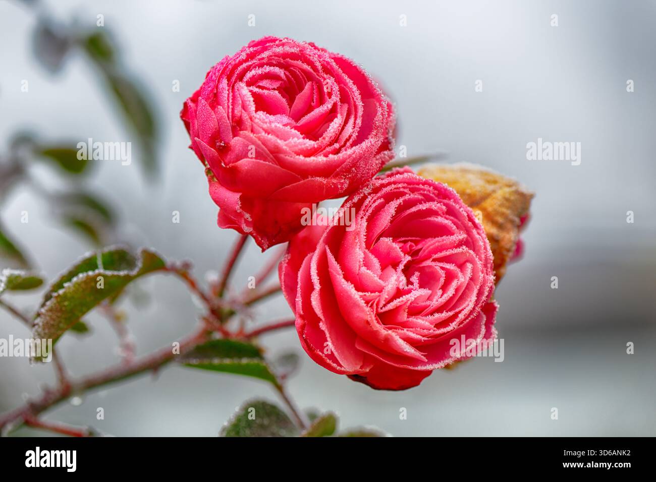 Primo piano di una vivace rosa rossa spolverata di ghiaccio su sfondo invernale sfocato Foto Stock
