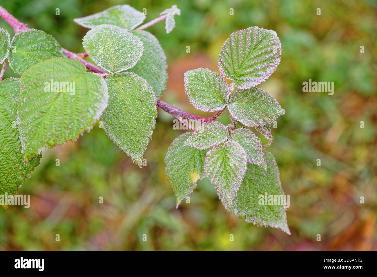 Foglie verdi ricoperte di gelo mattutino, macrofotografia di delicati motivi cristallini. Contesto naturale, concetto di clima. Meteo e stagioni. Foto Stock