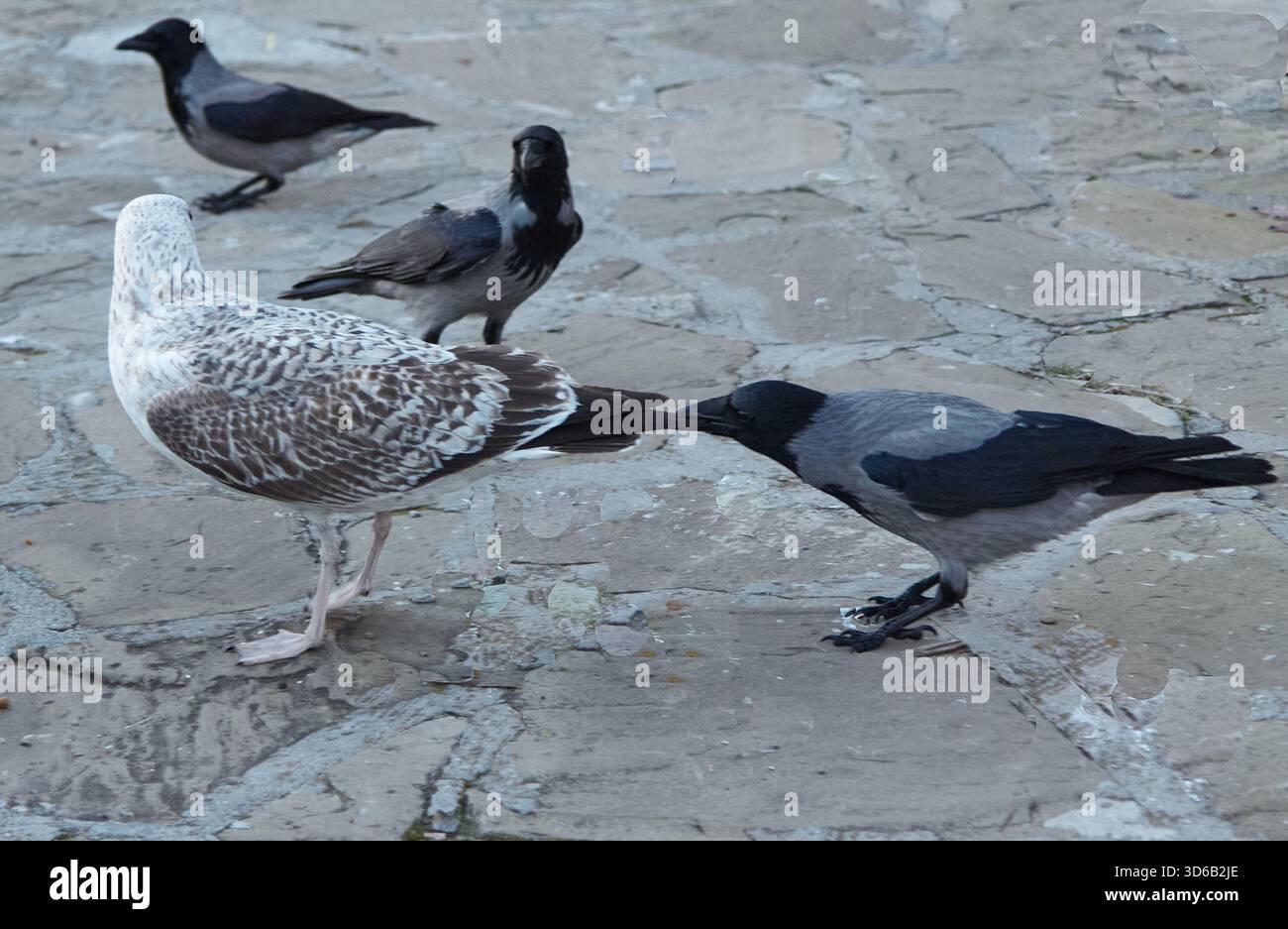 Un corvo tira un gabbiano dalla coda mentre altri due corvi guardano la scena spettacolare che si svolge su una superficie di pietra testurizzata, mettendo in risalto le dinamiche degli animali Foto Stock