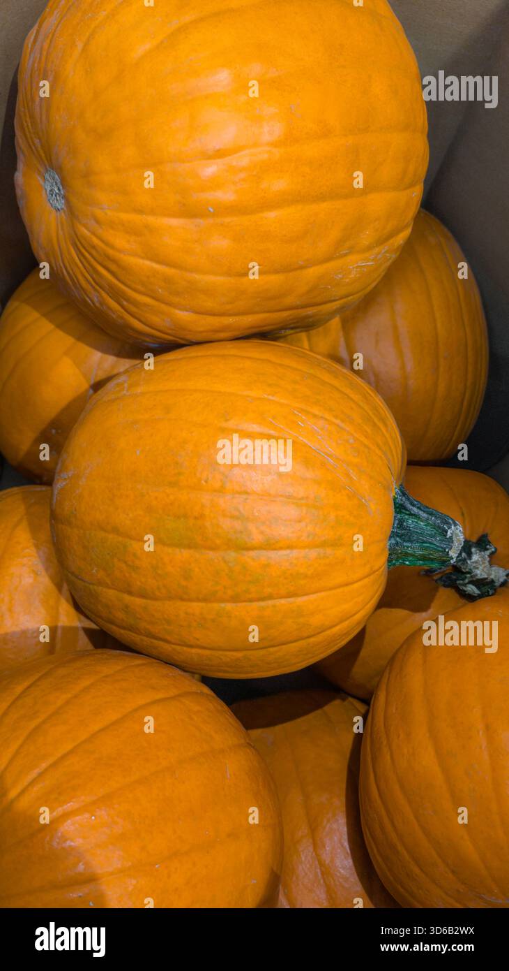 Primo piano di zucche arancioni lisce disposte in un'esposizione di raccolto stagionale. Foto Stock