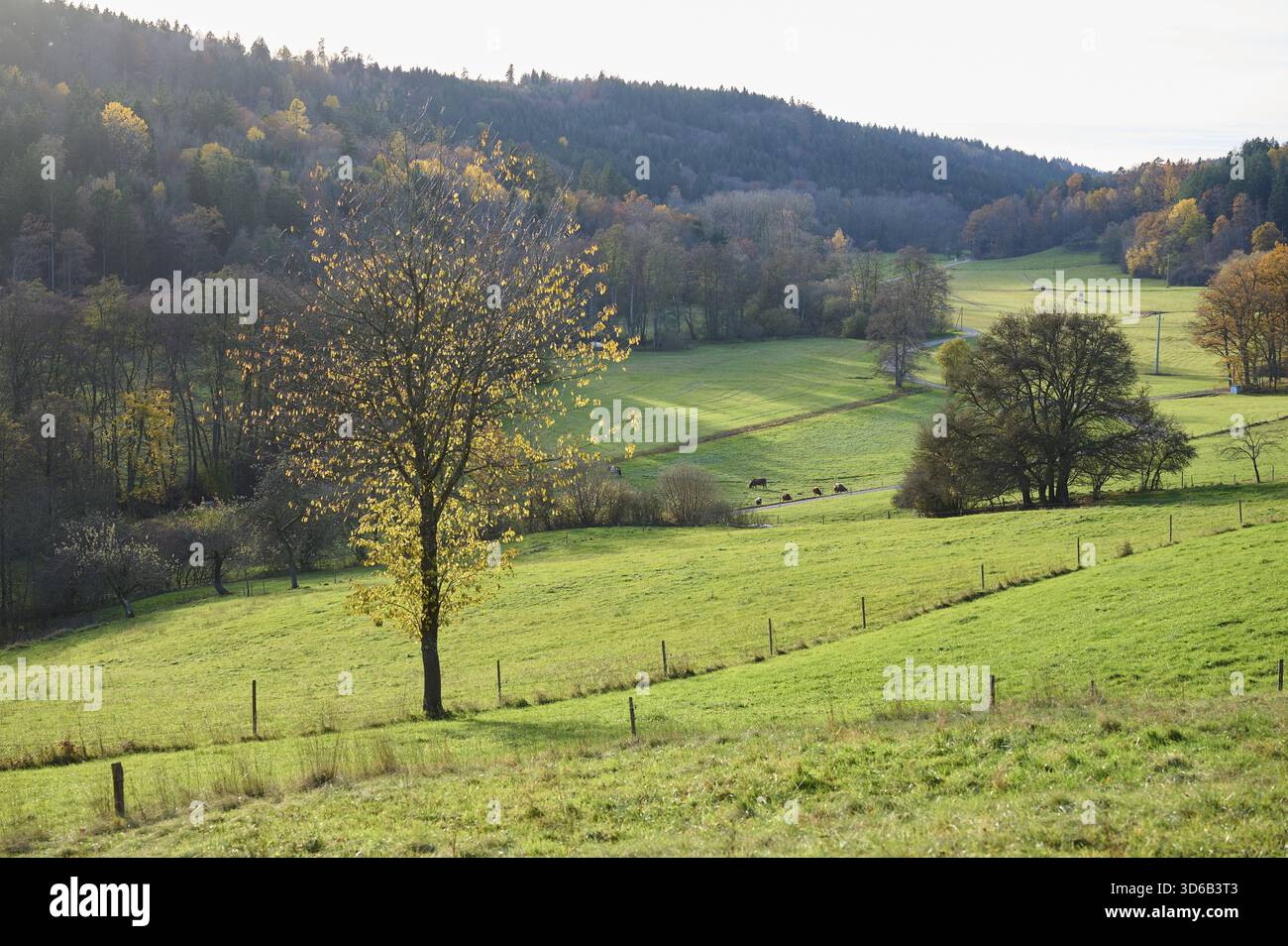 Vista della Rottal autunnale vicino a Wielandsweiler, Schwaebisch Hall, Parco naturale della Foresta Sveva-Franconica, Rot, Hohenlohe, Germania Foto Stock