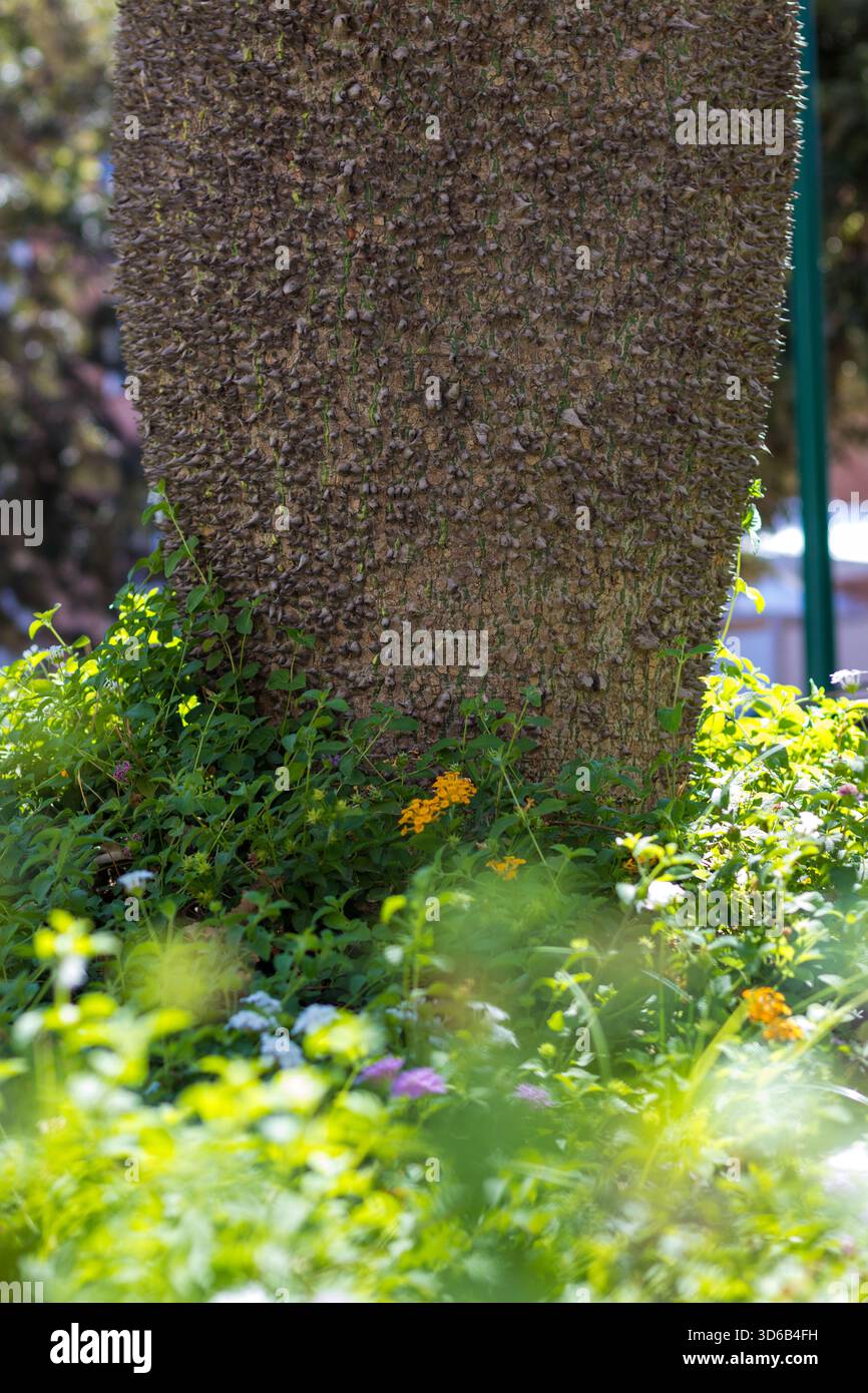 Primo piano di un tronco di alberi piccanti circondati da una vivace vegetazione verde e dai colorati fiori primaverili in un giardino Foto Stock