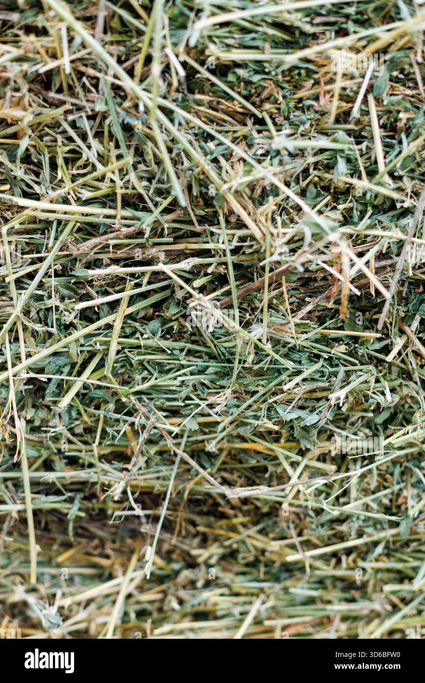 Sfondo verde con trama di fieno di erba medica. Primo piano della consistenza del fieno d'erba medica appena essiccato con steli e foglie visibili - concetto di alimentazione animale biologica. Foto Stock