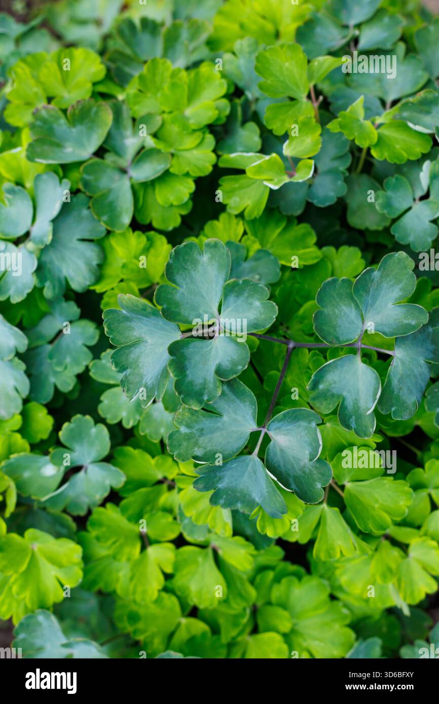 Sfondo foglie verdi fresche. Primo piano di foglie verdi lussureggianti che creano una texture botanica naturale. Sfondi di design eco-compatibile e benessere. Foto Stock