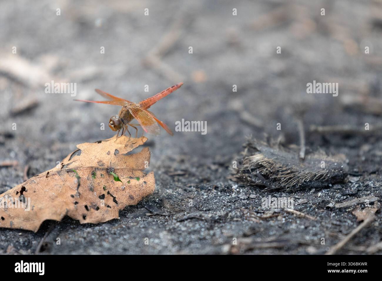 Un'immagine macro di una farfalla di colore arancione appoggiata su una foglia secca. Foto Stock
