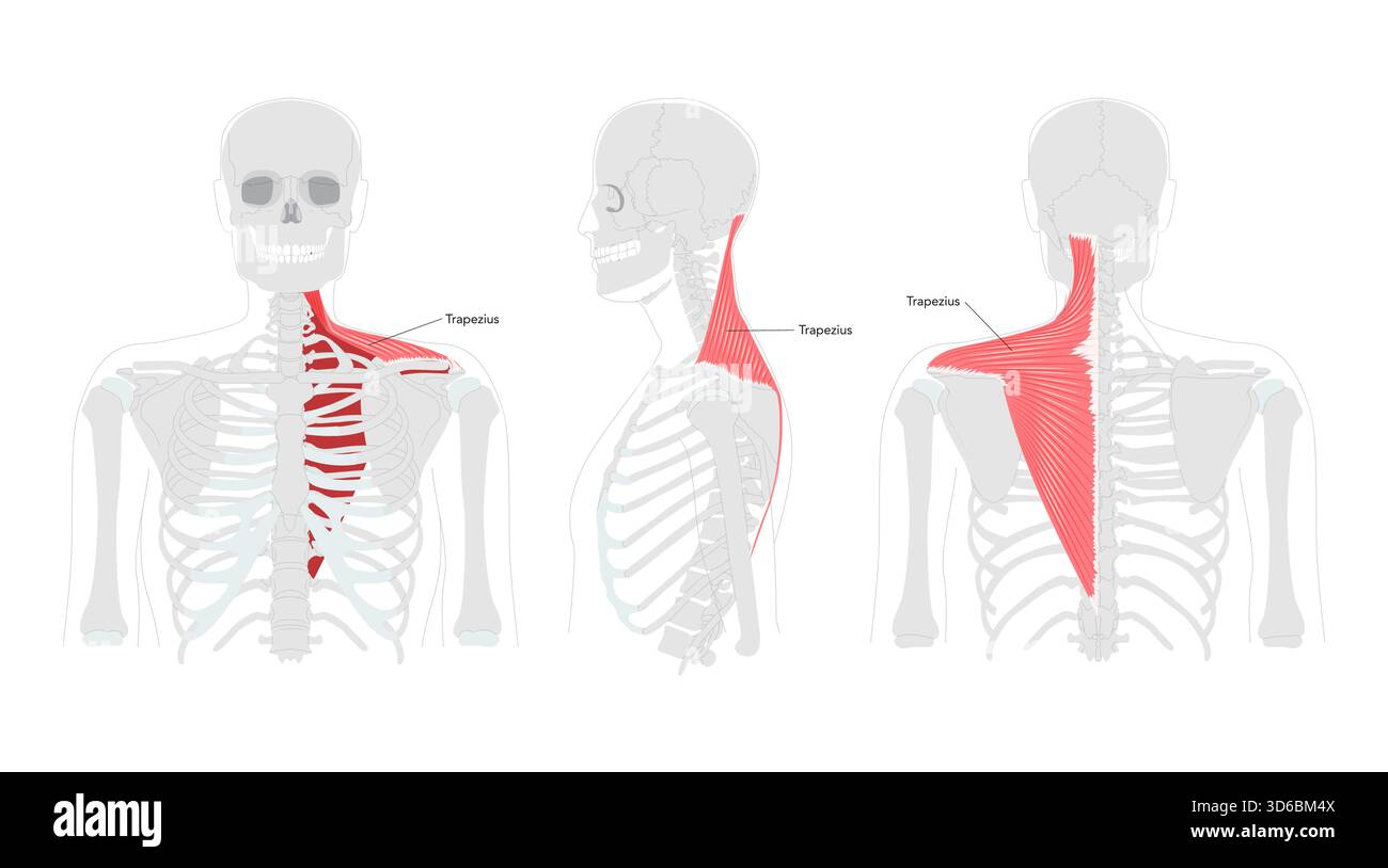 Trapezius - grande muscolo umano della schiena e del collo mostrato in un grafico anatomico etichettato, a forma di trapezio, responsabile del movimento, della rotazione e della stabilizzazione della scapola, essenziale per la postura e la spalla Illustrazione Vettoriale