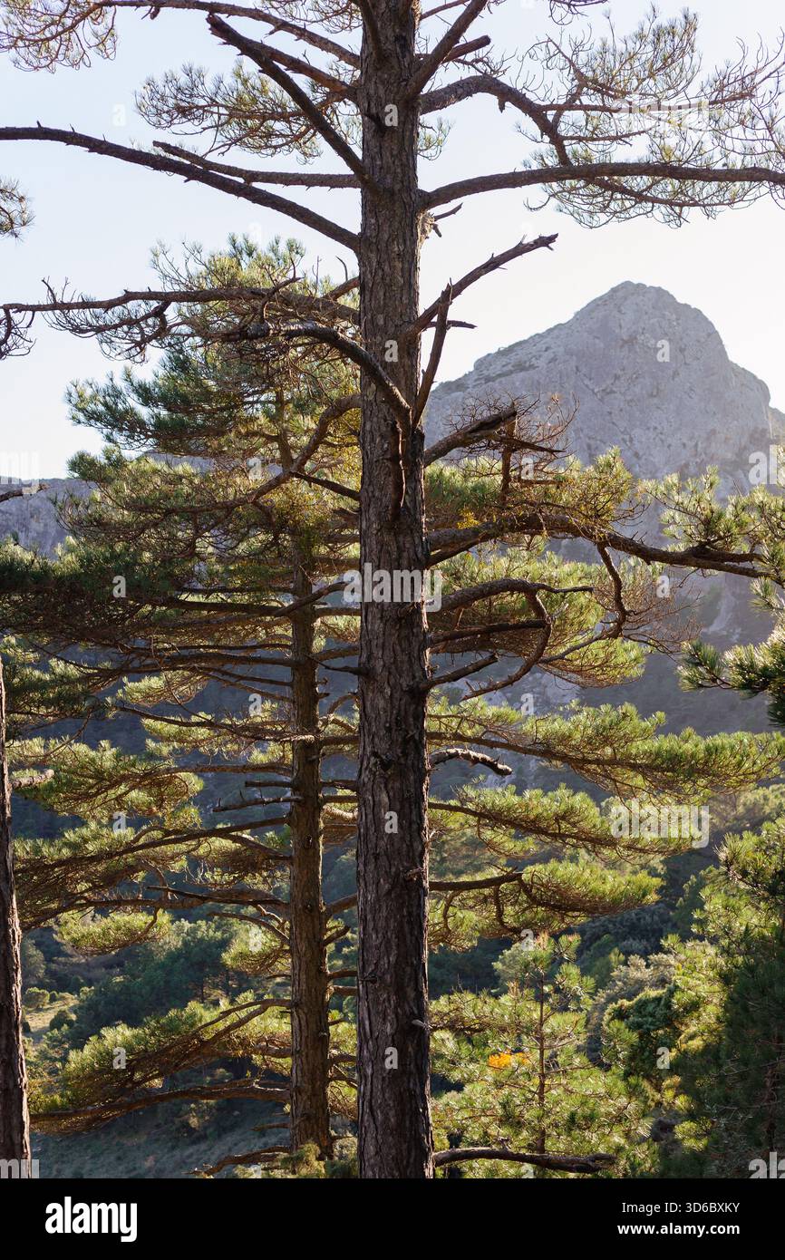 Alberi di pino illuminati dal sole in una foresta di montagna mediterranea, con retroilluminazione soffusa e un picco roccioso in lontananza. Foto Stock