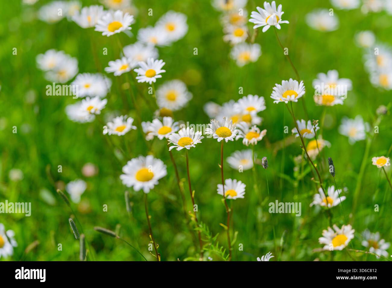 Un vivace e colorato spettacolo di margherite in fiore che fioriscono sotto la luce del sole, mostrando la bellezza della natura Foto Stock