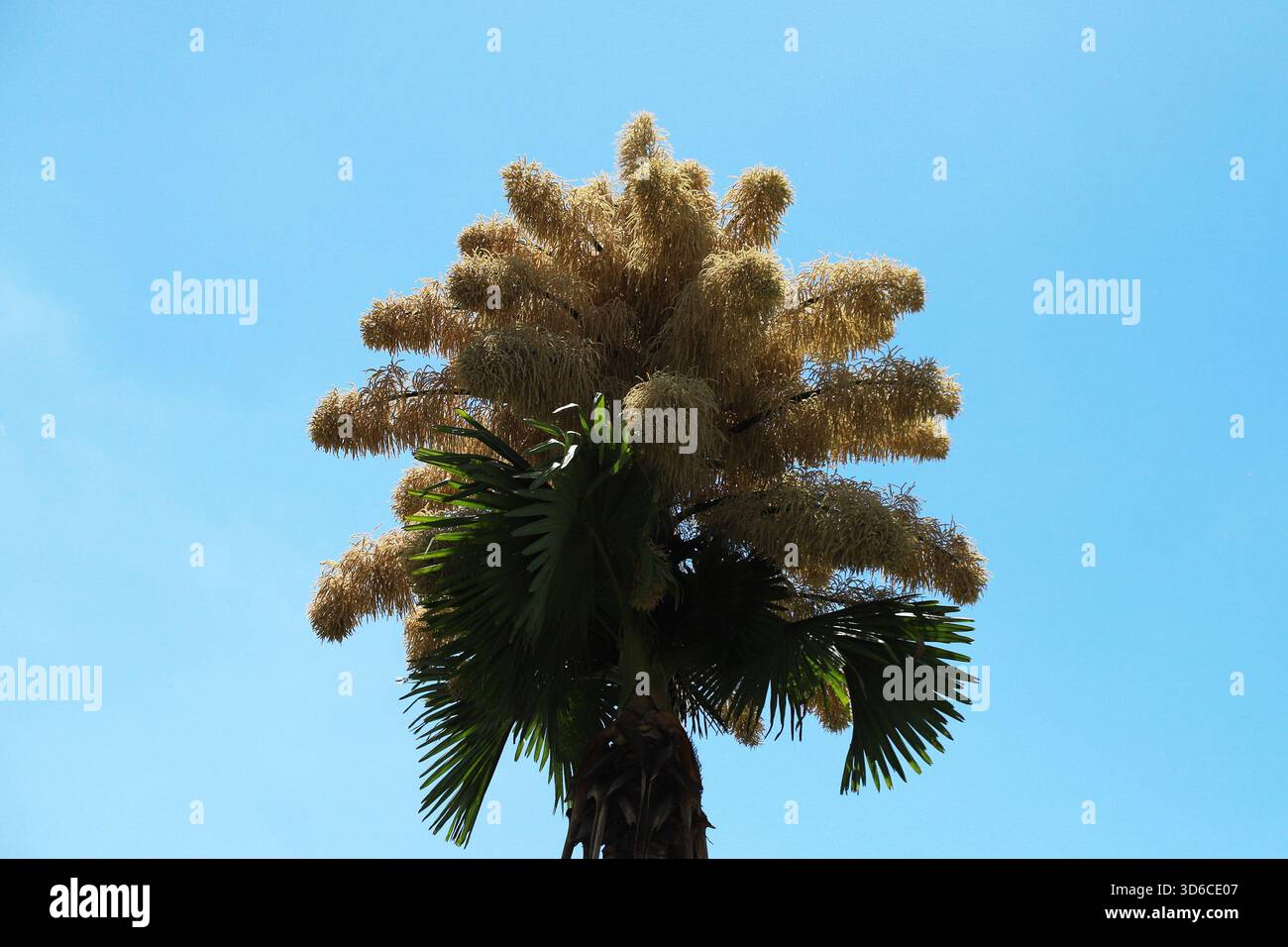 Rio De Janeiro, Brasile. 19 novembre 2025. Una palma Talipot (Corypha umbraculifera) nel Parco Eduardo Gomes (Parco Flamengo), nella zona meridionale di Rio de Janeiro, questo mercoledì 19. Originario dell'India meridionale e dello Sri Lanka, il Talipot è una rara specie di palma che fiorisce solo una volta nella sua vita, tra i 40 e i 70 anni dopo essere stato piantato. Fu introdotto nel parco negli anni '1960 dall'architetto paesaggista Roberto Burle Marx. Crediti: Brasile Photo Press/Alamy Live News Foto Stock