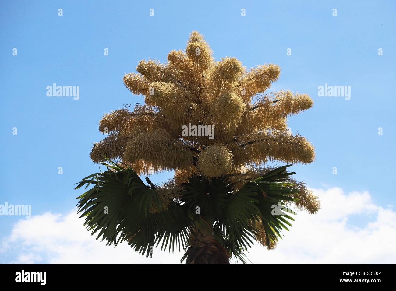 Rio De Janeiro, Brasile. 19 novembre 2025. Una palma Talipot (Corypha umbraculifera) nel Parco Eduardo Gomes (Parco Flamengo), nella zona meridionale di Rio de Janeiro, questo mercoledì 19. Originario dell'India meridionale e dello Sri Lanka, il Talipot è una rara specie di palma che fiorisce solo una volta nella sua vita, tra i 40 e i 70 anni dopo essere stato piantato. Fu introdotto nel parco negli anni '1960 dall'architetto paesaggista Roberto Burle Marx. Crediti: Brasile Photo Press/Alamy Live News Foto Stock