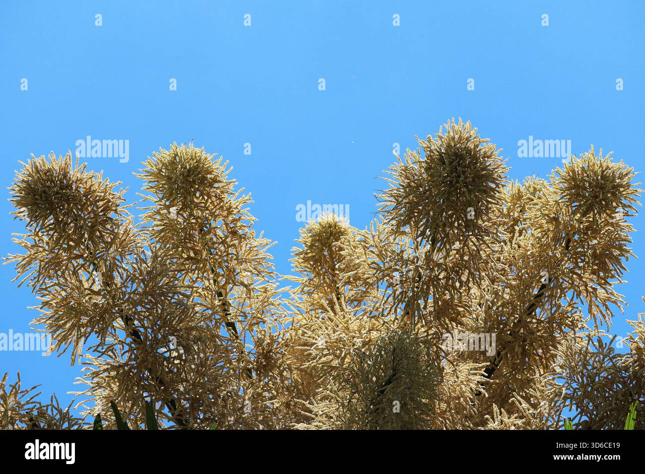 Rio De Janeiro, Brasile. 19 novembre 2025. Una palma Talipot (Corypha umbraculifera) nel Parco Eduardo Gomes (Parco Flamengo), nella zona meridionale di Rio de Janeiro, questo mercoledì 19. Originario dell'India meridionale e dello Sri Lanka, il Talipot è una rara specie di palma che fiorisce solo una volta nella sua vita, tra i 40 e i 70 anni dopo essere stato piantato. Fu introdotto nel parco negli anni '1960 dall'architetto paesaggista Roberto Burle Marx. Crediti: Brasile Photo Press/Alamy Live News Foto Stock