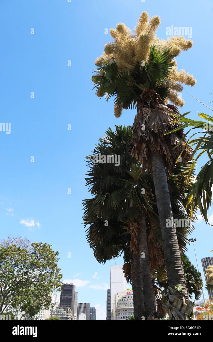 Rio De Janeiro, Brasile. 19 novembre 2025. Una palma Talipot (Corypha umbraculifera) nel Parco Eduardo Gomes (Parco Flamengo), nella zona meridionale di Rio de Janeiro, questo mercoledì 19. Originario dell'India meridionale e dello Sri Lanka, il Talipot è una rara specie di palma che fiorisce solo una volta nella sua vita, tra i 40 e i 70 anni dopo essere stato piantato. Fu introdotto nel parco negli anni '1960 dall'architetto paesaggista Roberto Burle Marx. Crediti: Brasile Photo Press/Alamy Live News Foto Stock